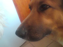Terry